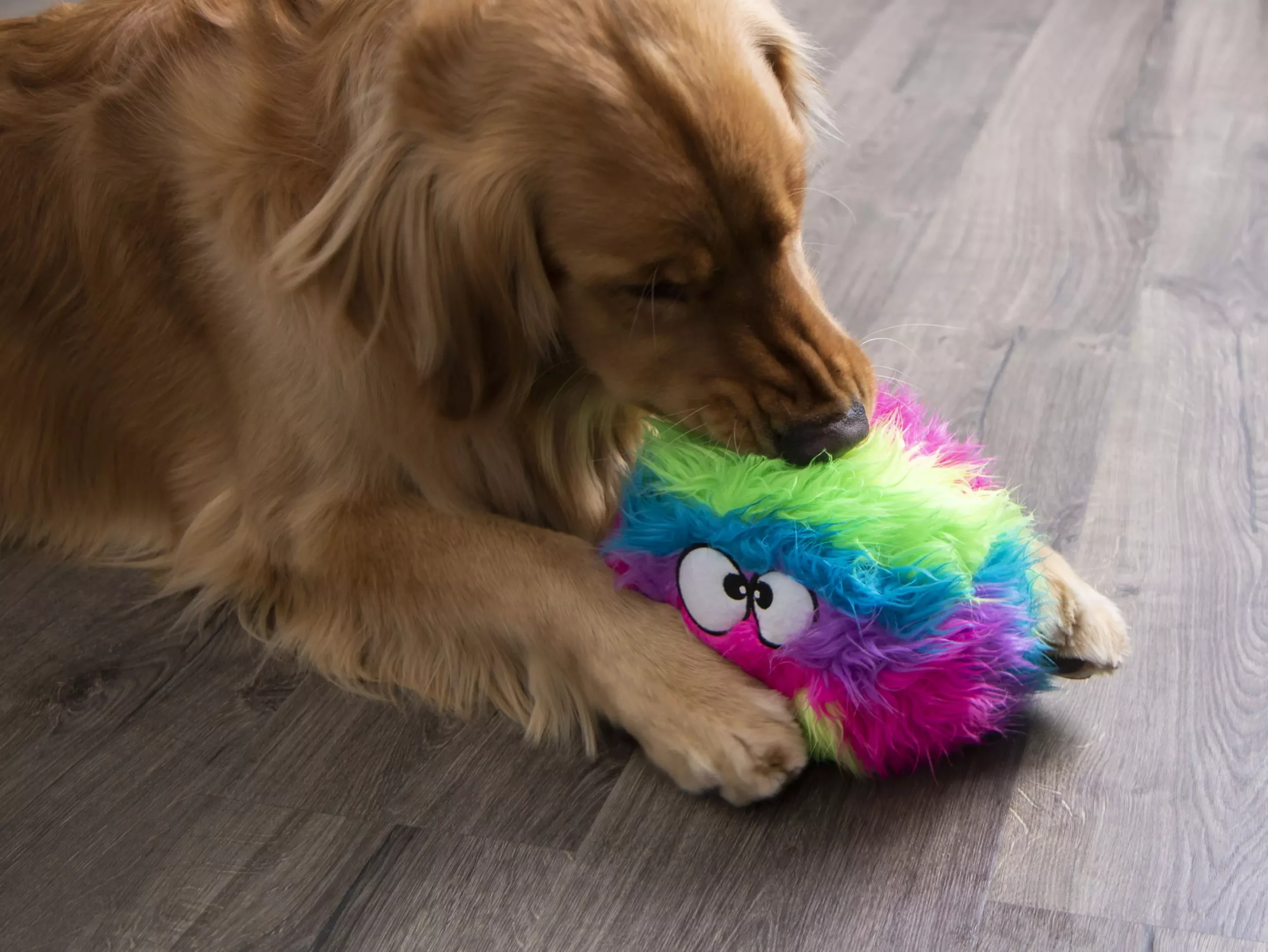 Vet-approved dog chew toys: Introduction.